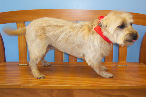 Breed Groom on a Cairn Terrier. A "by-the-book" haircut usually involving a 