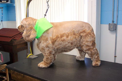 Advanced Embroidery Designs - Cocker Spaniel.