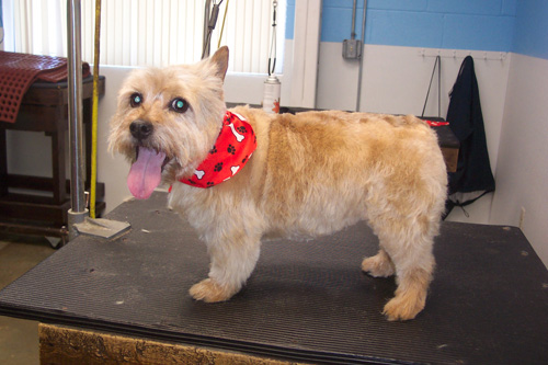 Terrier Haircuts