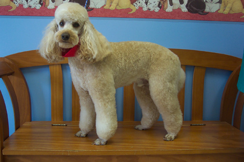 Clipped Poodle