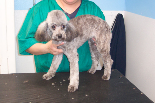 Short Poodle Haircut