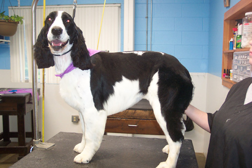 Pet Motel and Salon - Charlottesville's Kennel, Cattery, and Dog ...
