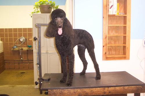 standard poodle forum
