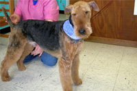 Motel and Salon - Charlottesville's Kennel, Cattery, and Dog Grooming