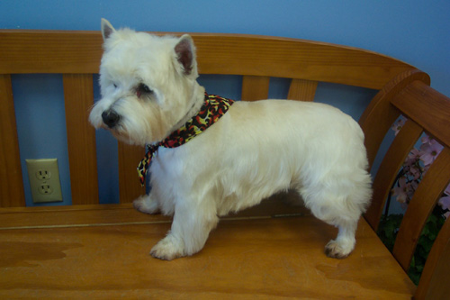 westie pictures. Breed Groom on a Westie