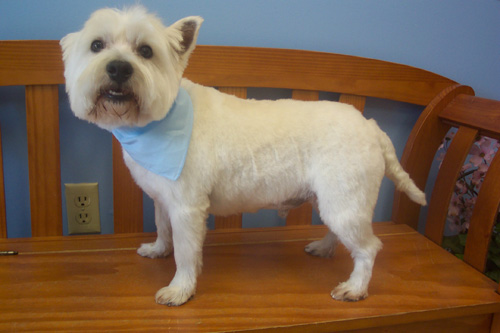 Westie Cut