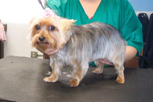 Feather Trim on a Yorkie. Sculptured haircut for long-haired breeds with 