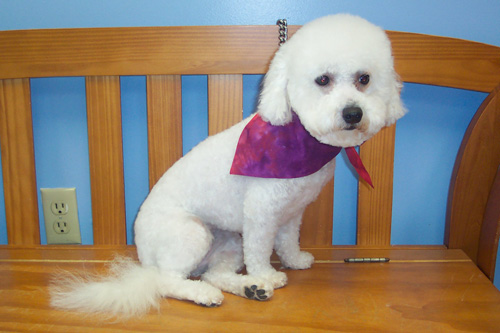 Bichon Puppy Cut