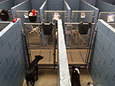 Kennel Layout