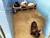 Two Runs, Three Dogs
