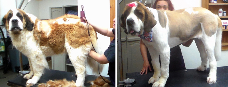 shaving st bernard