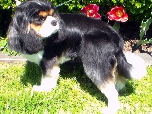 Cavalier King Charles Spaniel - After