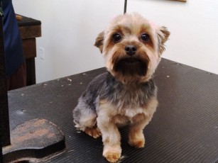 Yorkshire Terrier - After