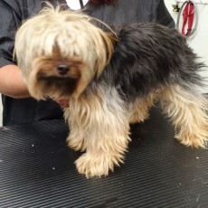 Yorkshire Terrier - Before