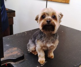 Yorkshire Terrier - After