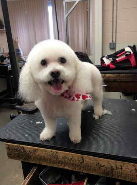 Grooming Photo Library Pet Motel And Salon