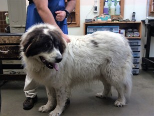 GREAT PYRENEES MIX CLIPPER CUT (1) BEFORE
