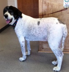 GREAT PYRENEES MIX CLIPPER CUT (2) AFTER