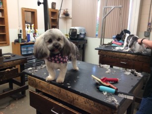 PERSONALITY CUT ON A HAVANESE 1