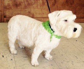 PERSONALITY CUT ON A SEALYHAM TERRIER 1