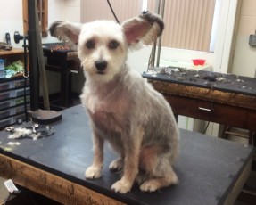PERSONALITY CUT ON A TERRIER MIX 4