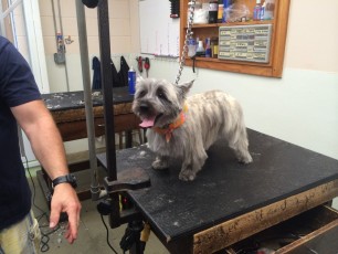 CAIRN TERRIER BREED GROOM (2) AFTER