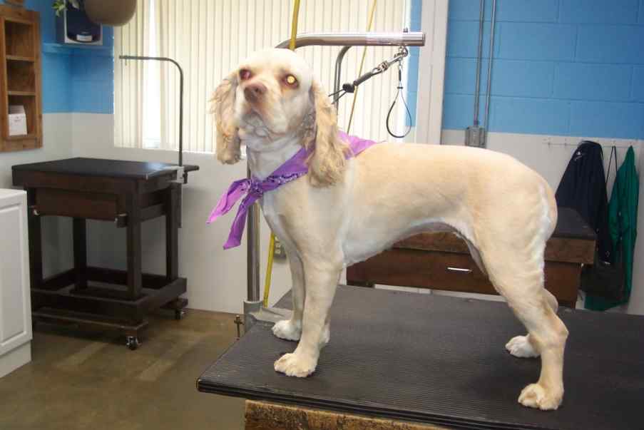 Grooming Photo Library Pet Motel And Salon