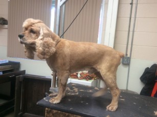 COCKER SPANIEL WITH A MOHAWK