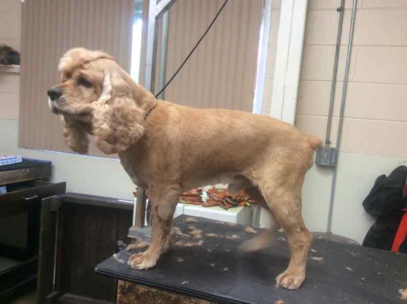 English Cocker Spaniel Short Haircut
