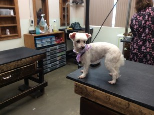 MALTESE CLIPPER  CUT WITH CLEAN FACE AND POODLE FEET (1)