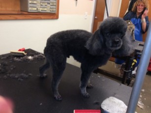 POODLE (MINI) UTILITY WITH CLEAN FEET 3