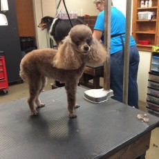 POODLE (MINI) UTILITY WITH CLEAN FEET 5