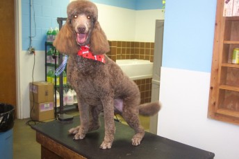 POODLE (STD) UTILITY WITH CLEAN FEET 1