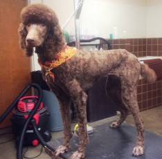 POODLE (STD) UTILITY WITH CLEAN FEET 3