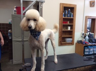 POODLE (STD) UTILITY WITH CLEAN FEET 4