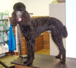 POODLE (STD) UTILITY WITH NATURAL FEET 1