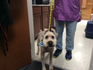 WHEATEN TERRIER CLIPPER CUT WITH PIG TAILS