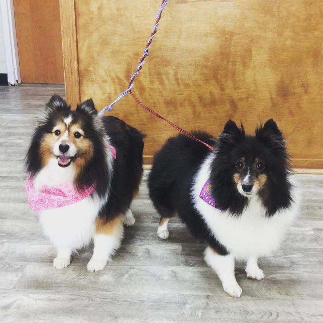 sheltie station dog hotel