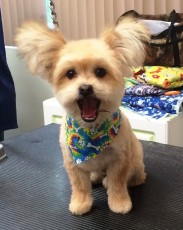 Pomeranian Mix - After