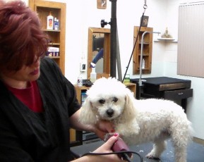 Poodle - Before
