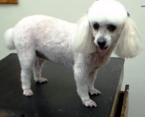 Poodle - After
