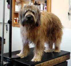 Large Terrier Mix - Before