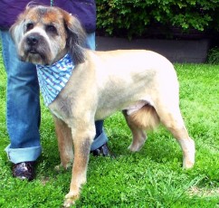 Large Terrier Mix - After