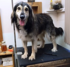 Saluki Mix - Before