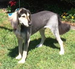 Saluki Mix - After