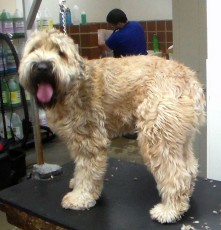 Wheaten Terrier - Before