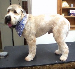 Wheaten Terrier - After