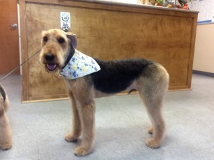 AIREDALE TERRIER BENJI CUT 1