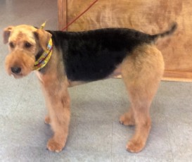 AIREDALE TERRIER BREED GROOM 3