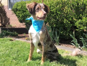 AUSTRALIAN SHEPHERD CLIPPER CUT 2